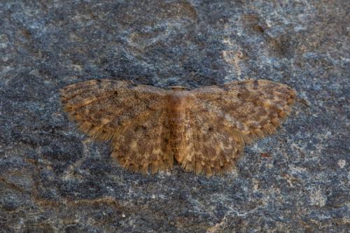 Réf. 211 584 : Idaea blaesii